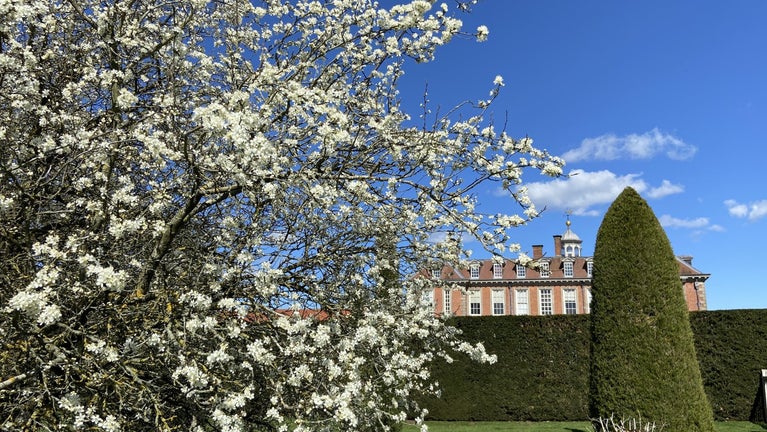 A blossom tree in the gardens at Hanbury Hall with the Hall behind